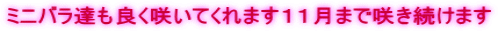 ミニバラ達も良く咲いてくれます１１月まで咲き続けます