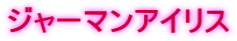 ジャーマンアイリス