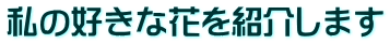 私の好きな花を紹介します